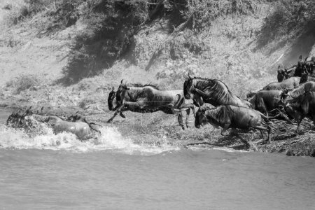 Mono wildebeest jump into river from bank