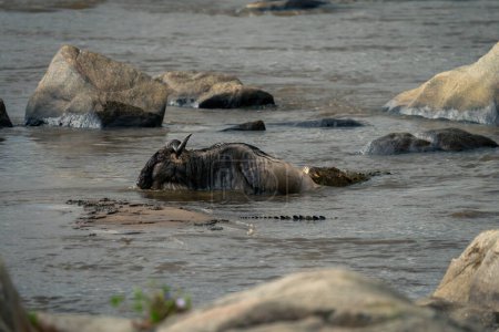 Nile crocodile biting blue wildebeest in Mara