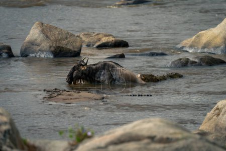 Nilkrokodil im Fluss beißt blaues Gnu