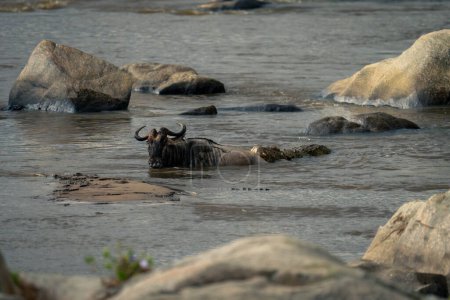 Nile crocodile grabs hold of blue wildebeest