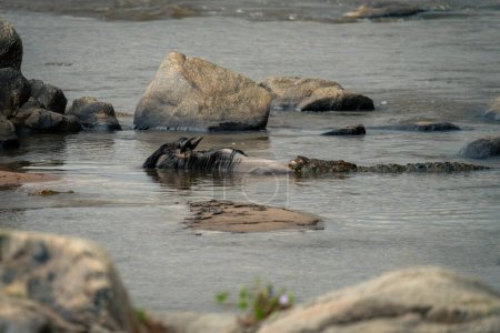 Nile crocodile holds blue wildebeest from behind