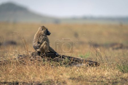 Photo for Olive baboon sits in profile on log - Royalty Free Image