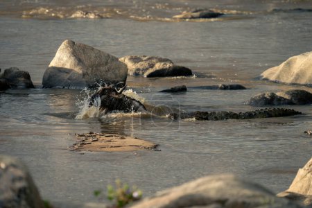 Nile crocodile tries to catch blue wildebeest