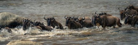 Panorama of blue wildebeest galloping by crocodile