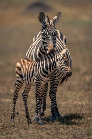 Plains zebra foal stands leaning against mother