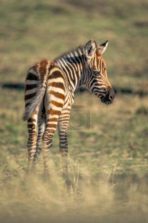 Plains zebra foal stands looking over shoulder