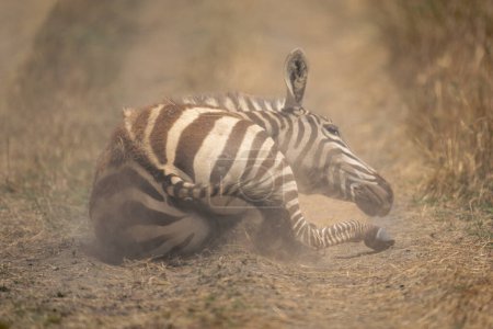 Ebenes Zebra liegt senkrecht auf dem Boden