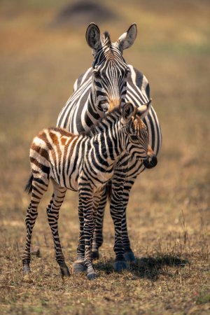 Plains zebra foal stands staring with mother