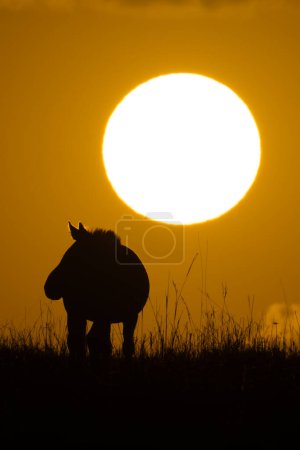 Plains zebra standing on horizon at sunrise