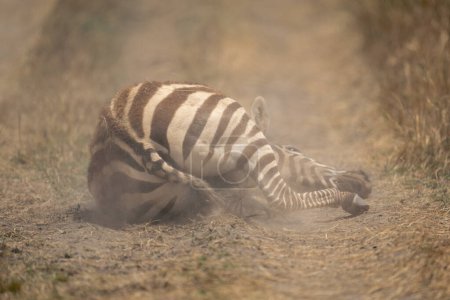 Ebenes Zebra liegt mit Kopf auf dem Boden