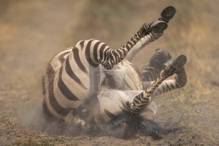 Plains zebra rolls on back on ground