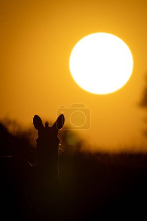 Téléchargez les photos : Plaines zèbres silhouettes contre le ciel au lever du soleil - en image libre de droit