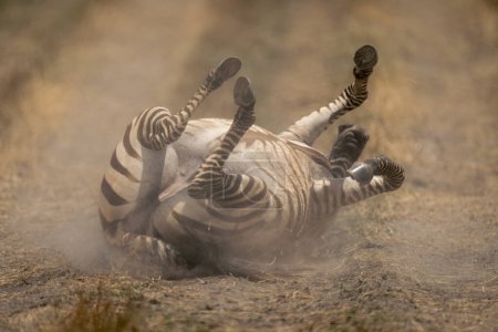 Plains zebra rolling on back on track