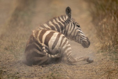Plains zebra lies on ground twisting head