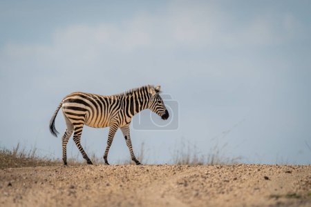 Plains zebra walks across track in sunshine
