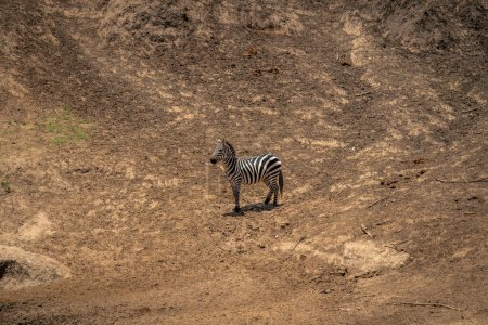 Plains zebra stands on bare earth riverbank