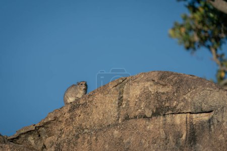 Rock hyrax on kopje against blue sky