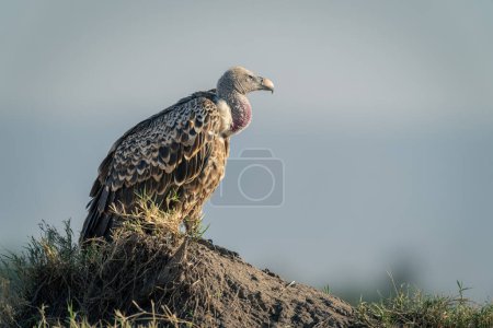 Ruppell vulture in profile on termite mound