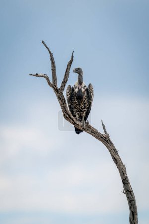 Foto de Ruppell buitre en rama muerta girando cabeza - Imagen libre de derechos