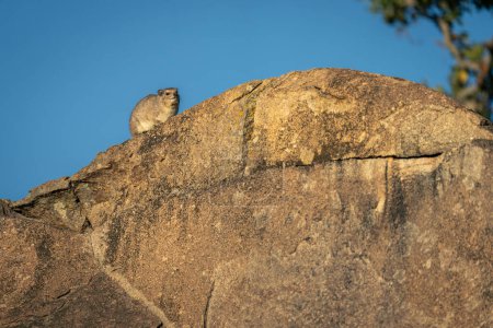 Rock hyrax on kopje under blue sky