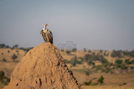 Foto de Buitre Ruppell se posa en montículo de termitas gigantes - Imagen libre de derechos