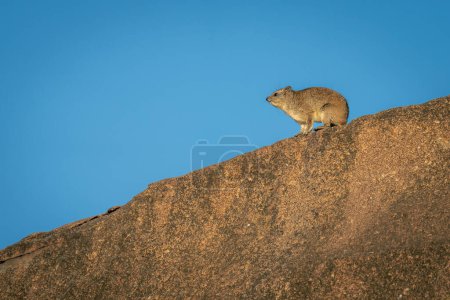Rock hyrax lifts head on rocky outcrop