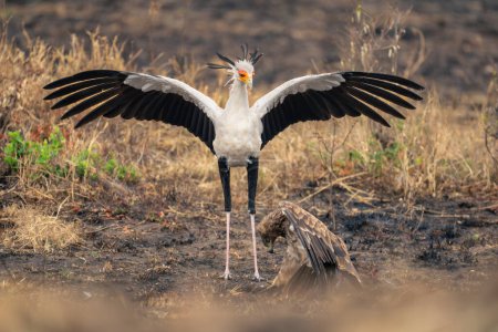 Secretary bird spreads wings over tawny eagle