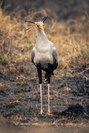 Secretary bird stands in mud staring down