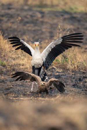 Foto de Secretario pájaro asusta tawny águila de huesos - Imagen libre de derechos