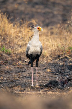 Foto de Secretario pájaro de pie en barro en savannah - Imagen libre de derechos