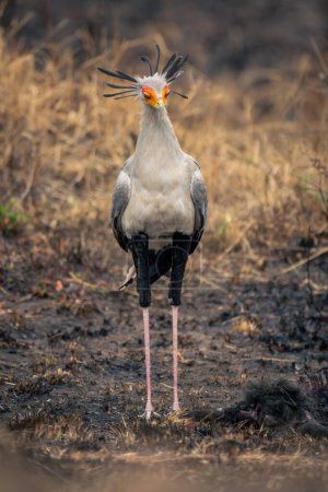 Secretary bird stands on mud looking down