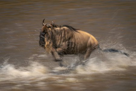 Photo for Slow pan of blue wildebeest creating spray - Royalty Free Image