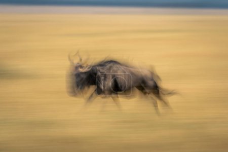 Slow pan of blue wildebeest crossing savanna