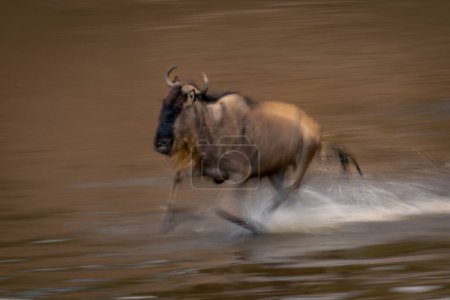 Slow pan of blue wildebeest crossing waterway