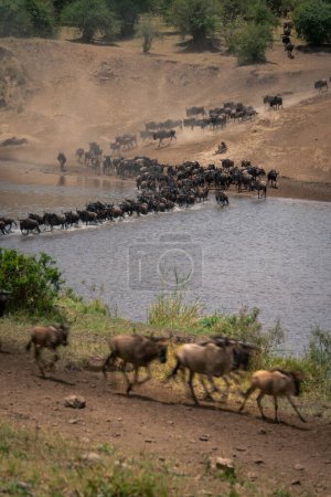 Photo for Slow pan of blue wildebeest crossing Mara - Royalty Free Image