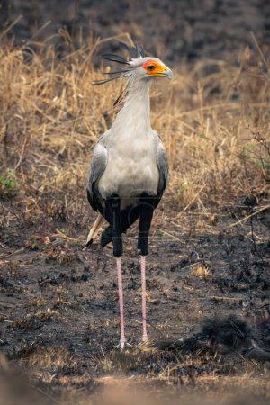 Foto de Secretario pájaro de pie en barro girando cabeza - Imagen libre de derechos