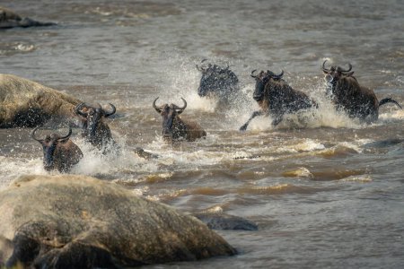 Photo for Six blue wildebeest splash through shallow river - Royalty Free Image