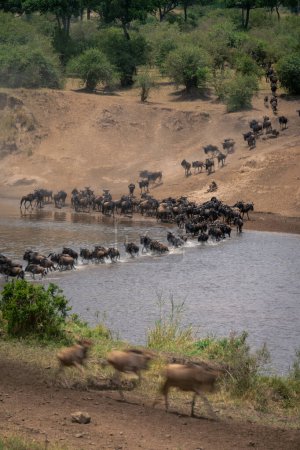 Slow pan of blue wildebeest crossing shallows