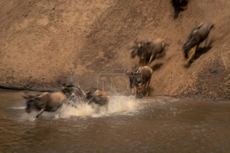 Slow pan of blue wildebeest entering Mara