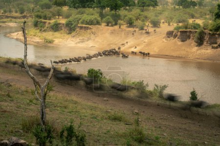 Slow pan of blue wildebeest in Mara