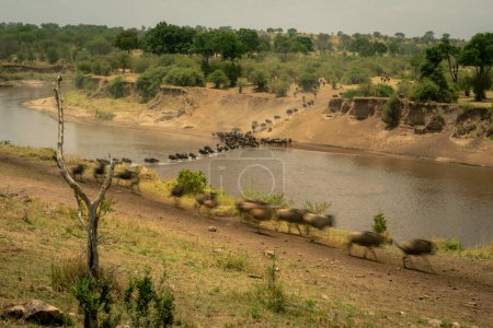 Slow pan of blue wildebeest Mara crossing