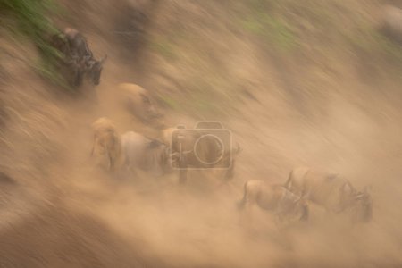 Photo for Slow pan of blue wildebeest descending riverbank - Royalty Free Image