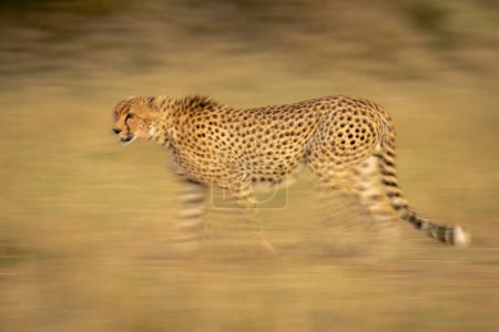 Slow pan of cheetah walking across plain