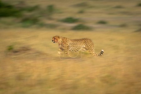 Slow pan of cheetah walking across savannah