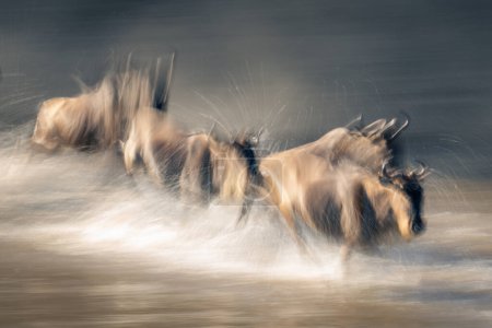 Slow pan of four wildebeest crossing stream