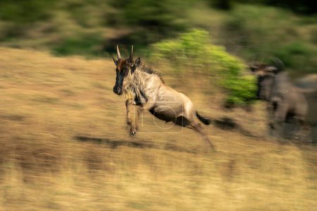 Slow pan of jumping blue wildebeest calf