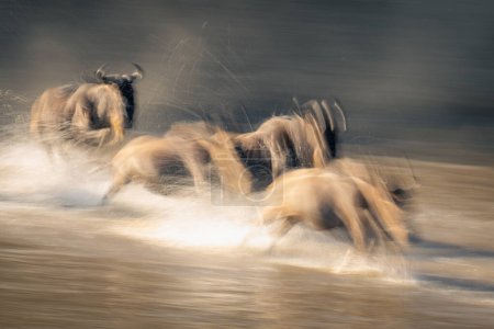 Slow pan of three wildebeest crossing stream