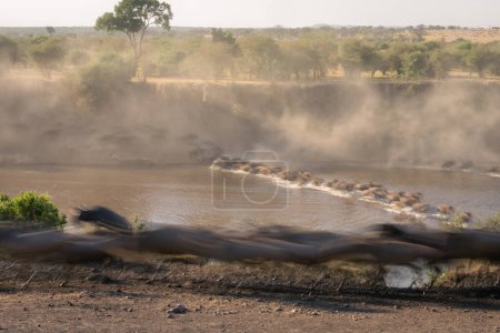 Slow pan of wildebeest crossing in dust