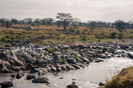 Photo for Slow pan of wildebeest crossing rocky Mara - Royalty Free Image