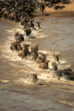 Panorama lent de gnous traversant une rivière peu profonde